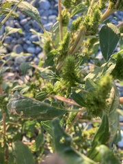 Amaranthus retroflexus