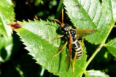 Tenthredo scrophulariae