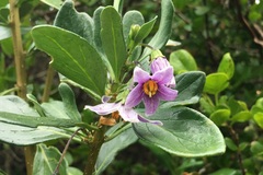 Solanum africanum