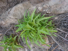 Malacothrix saxatilis