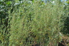 Ambrosia confertiflora