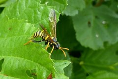 Tenthredo scrophulariae