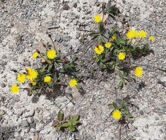 Pilosella officinarum