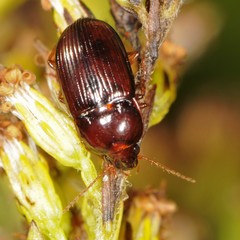 Amara rubrica