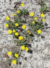 Pilosella officinarum