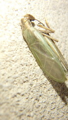 Oecanthus pini