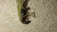 Oecanthus pini