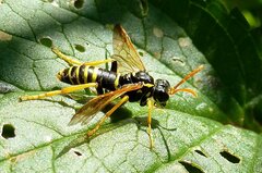 Tenthredo scrophulariae
