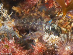Parablennius incognitus