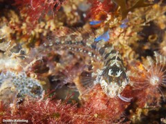 Parablennius incognitus