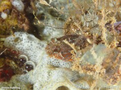 Parablennius incognitus