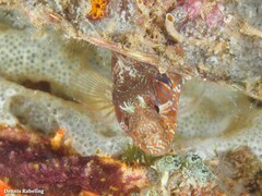 Parablennius incognitus