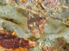 Parablennius incognitus