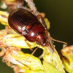 Amara rubrica