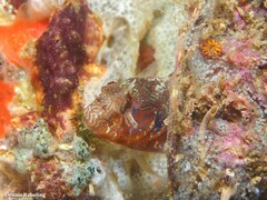 Parablennius incognitus