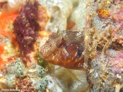 Parablennius incognitus