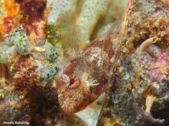 Parablennius incognitus