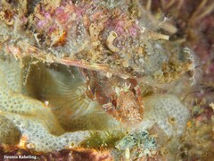 Parablennius incognitus
