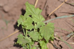 Malvella leprosa