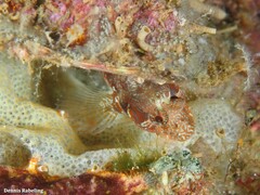 Parablennius incognitus