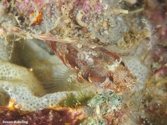 Parablennius incognitus