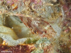 Parablennius incognitus