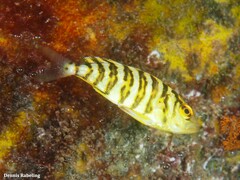 Seriola