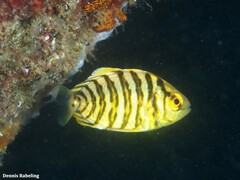 Seriola