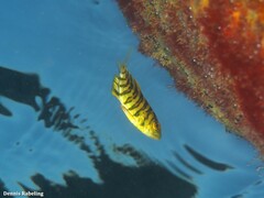 Seriola