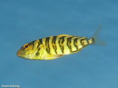 Seriola