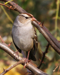 Zonotrichia leucophrys