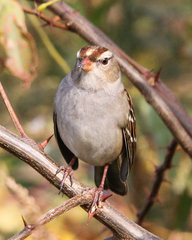Zonotrichia leucophrys
