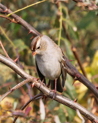 Zonotrichia leucophrys