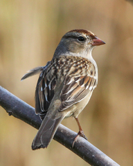 Zonotrichia leucophrys
