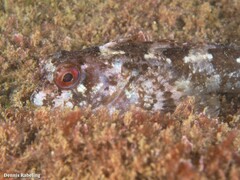 Lipophrys trigloides