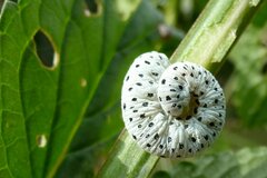 Tenthredo scrophulariae