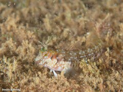 Parablennius goreensis