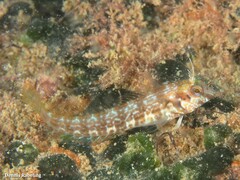 Parablennius goreensis