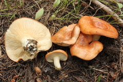 Lactarius olympianus