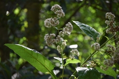 Critonia quadrangularis