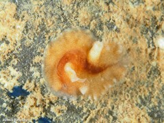 Enchiridium magec
