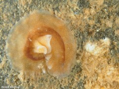 Enchiridium magec