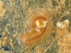 Enchiridium magec