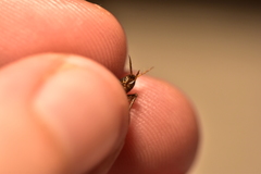 Paramogoplistes novaki