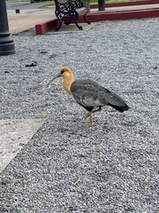 Theristicus melanopis