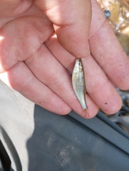 Campostoma oligolepis