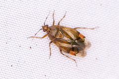 Deraeocoris flavilinea