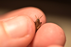 Paramogoplistes novaki