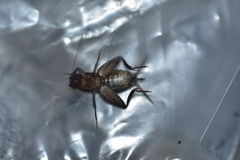 Paramogoplistes novaki