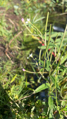 Epilobium parviflorum